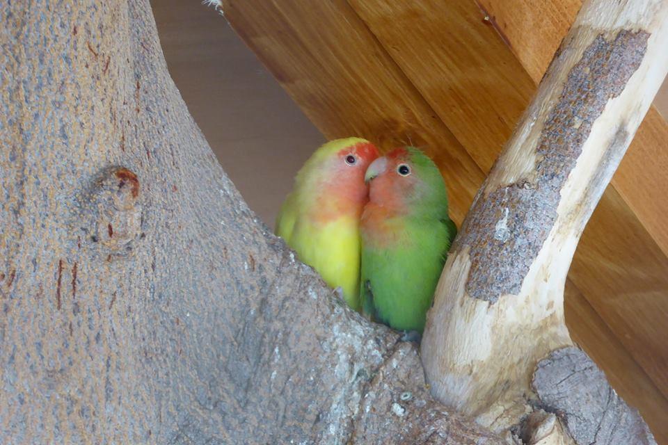 Apartamentos Guacimeta Matagorda エクステリア 写真